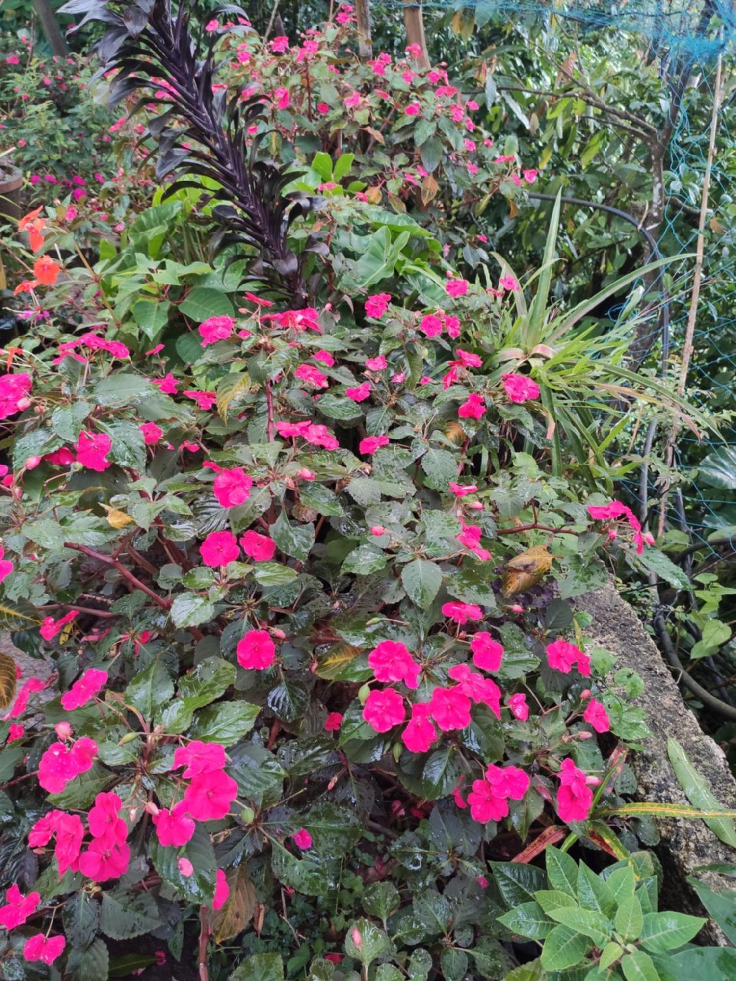 Soly'S Villa Homestay Munnar Cameră foto